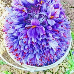  Nature Boon™ Organic Kashmiri Saffron/Kesar Bulbs 10kg