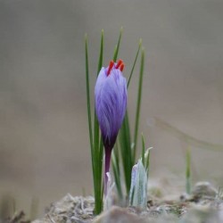  Nature Boon™ Organic Kashmiri Saffron/Kesar Bulbs 10kg